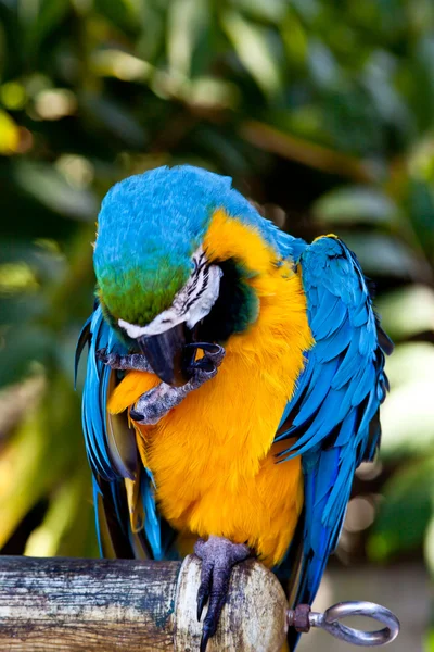 Blue Yellow Macaw Parrot Bird — Stock Photo, Image