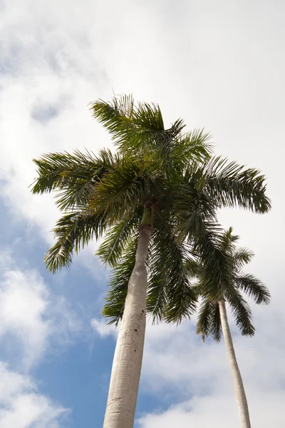 stock image Palm trees