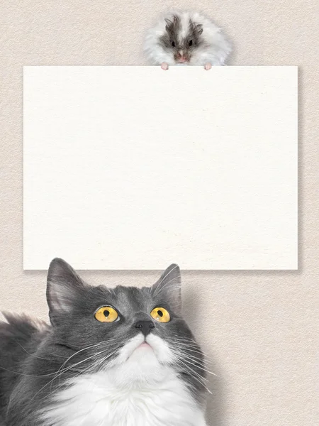 Grey cat look on white hamster — Stock Photo, Image