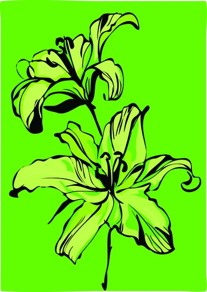 Two lilies on a green background — Stock Vector