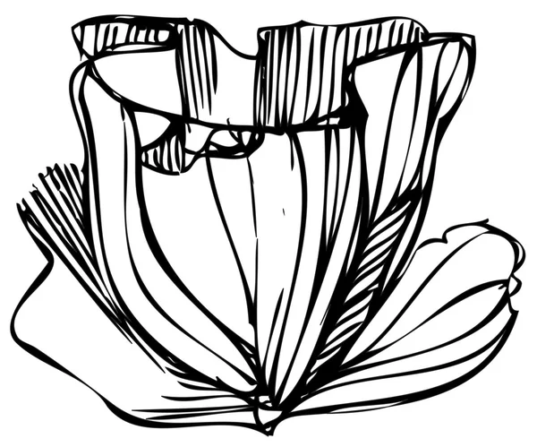 흰색 바탕에 꽃 봉 오리의 스케치 — 스톡 벡터