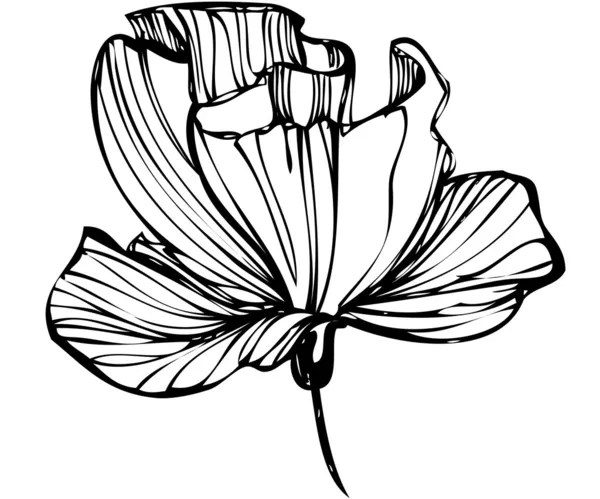 花蕾在白色背景上的剪影 — 图库矢量图片