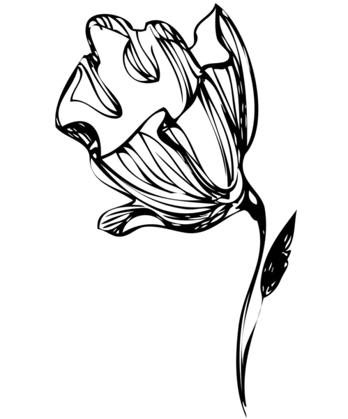 Bosquejo de capullos de flores sobre un fondo blanco — Vector de stock