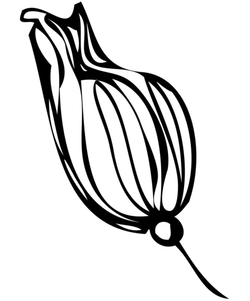 흰색 바탕에 꽃 봉 오리의 스케치 — 스톡 벡터