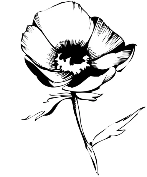 Schizzo di boccioli di fiori su sfondo bianco — Vettoriale Stock