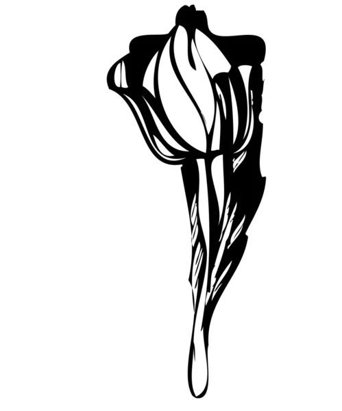 Тюльпан — стоковый вектор