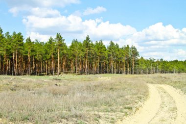 A sandy road going to the pine-wood clipart