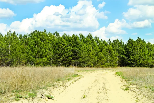 Песчаная дорога возле молодых хвойных лесов — стоковое фото