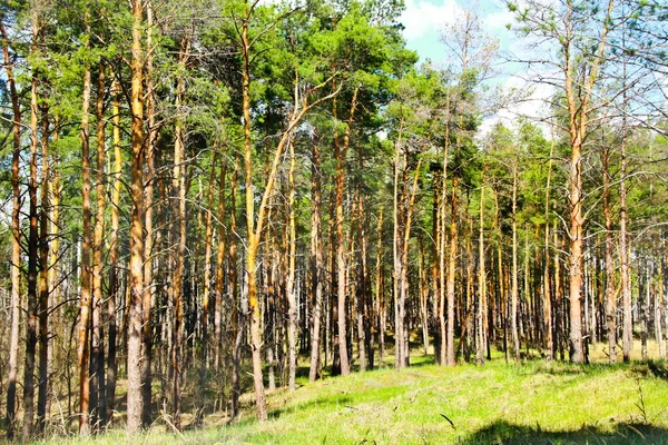 Słonecznej Polanie znajduje się w lesie drzew iglastych — Zdjęcie stockowe