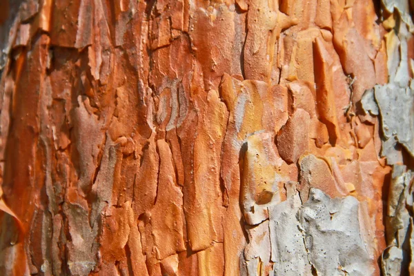 Ağaç kabuğu dokusu bir çam ağacı var — Stok fotoğraf