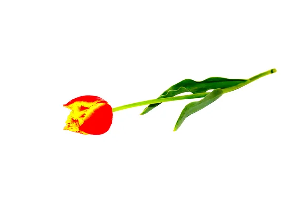 La flor es la primavera tulipán amarillo rojo —  Fotos de Stock