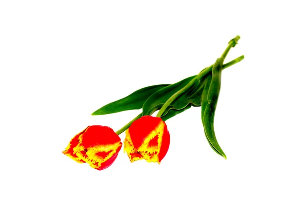 La fleur est rouge printemps tulipe jaune — Photo