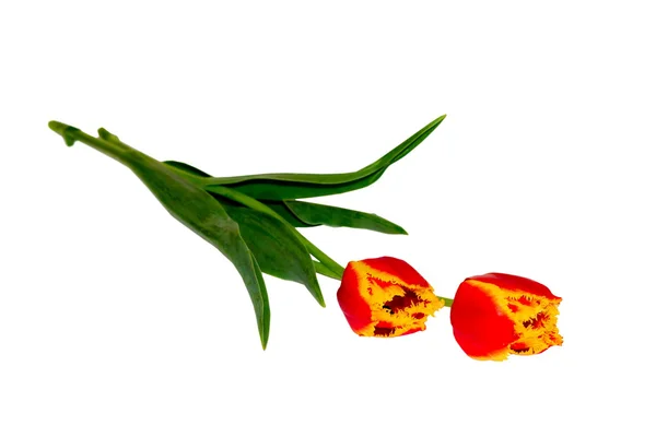 Flor é primavera tulipa amarela vermelha — Fotografia de Stock