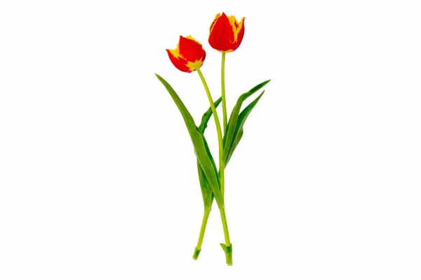 Kwiat jest czerwony tulipan wiosna żółty — Zdjęcie stockowe