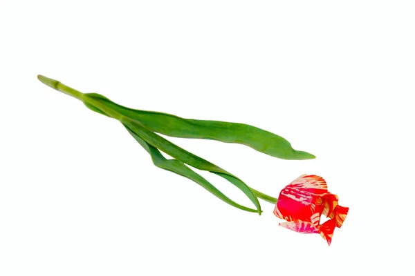 Fiore è primavera rosso giallo tulipano — Foto Stock