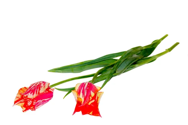 La fleur est rouge printemps tulipe jaune — Photo