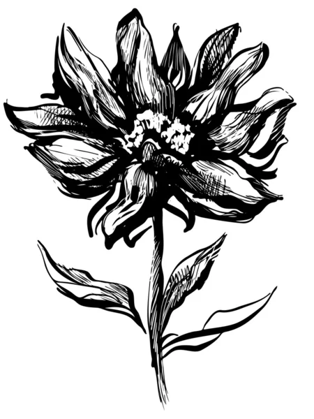 Цветок со стеблем и листьями изолирован — стоковый вектор