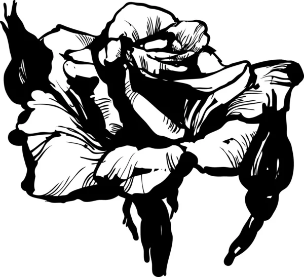 华丽玫瑰花蕾 — 图库矢量图片