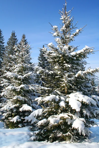 树一棵枞树是白雪所涉领域 — 图库照片