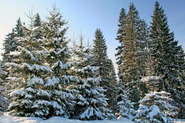 Ağaç çam ağacı alan içinde beyaz kar ile kaplı olduğunu — Stok fotoğraf