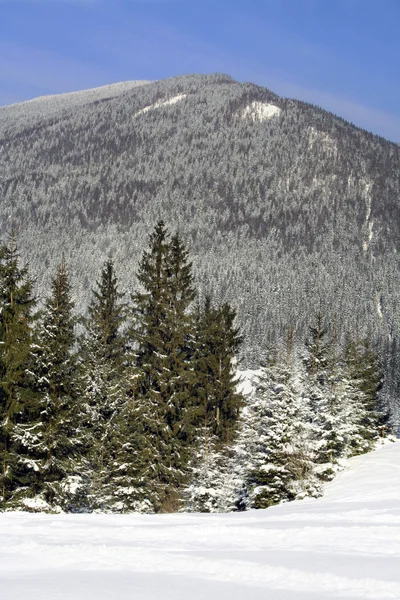 Vánoční stromky na úpatí pohoří Karpat — Stock fotografie