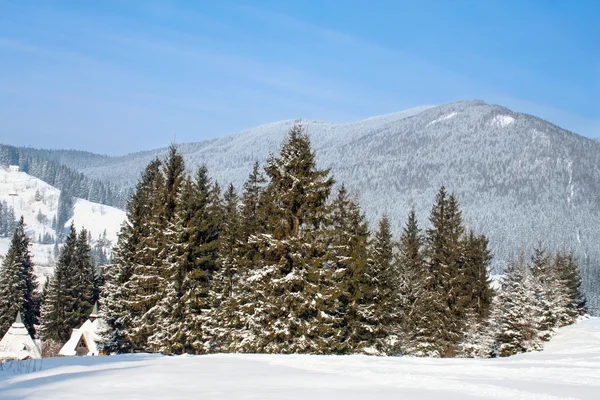 Fir-trees at the foot of mountains Carpathians — Stock Photo, Image