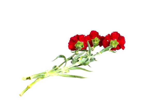 Bud of flower of carnation on a white background — Stock Photo, Image