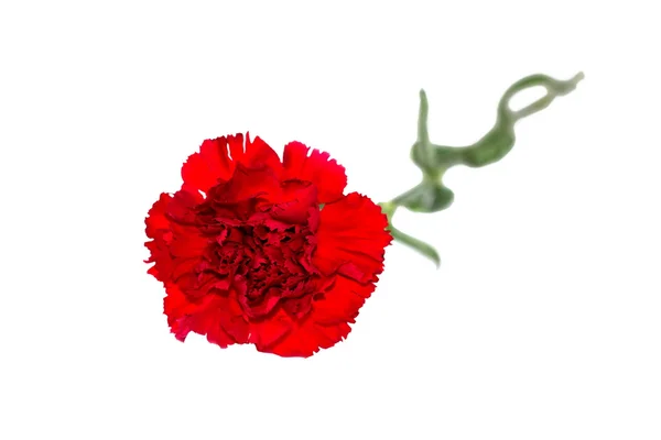 Bud of flower of carnation on a white background — Stock Photo, Image