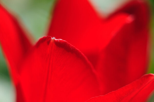 Tulip, close up