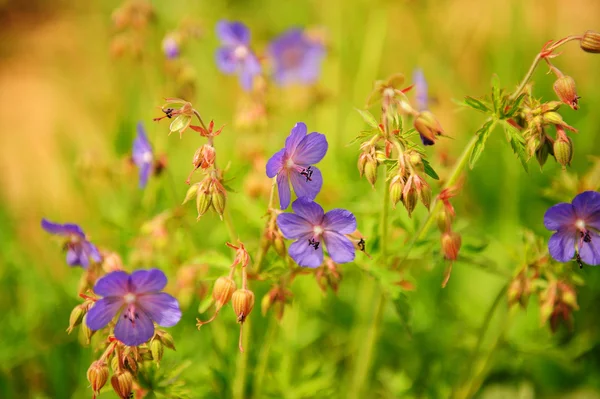 stock image Green grass with violet wild flowers