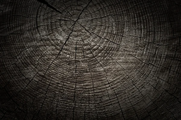나무 컷 — 스톡 사진