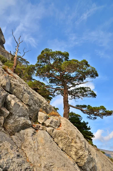 stock image Rocky slope