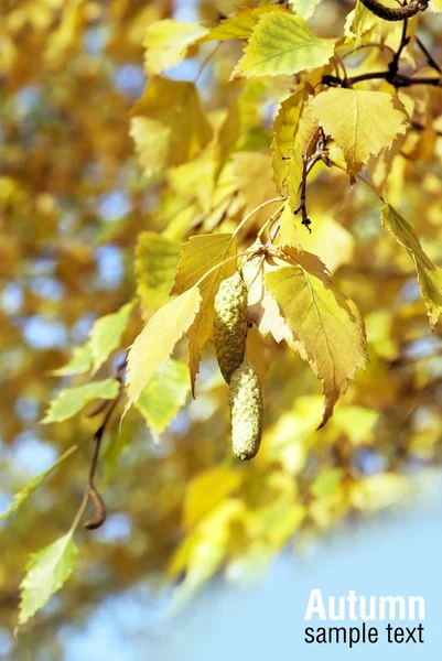 Осенние листья на голубом фоне неба — стоковое фото