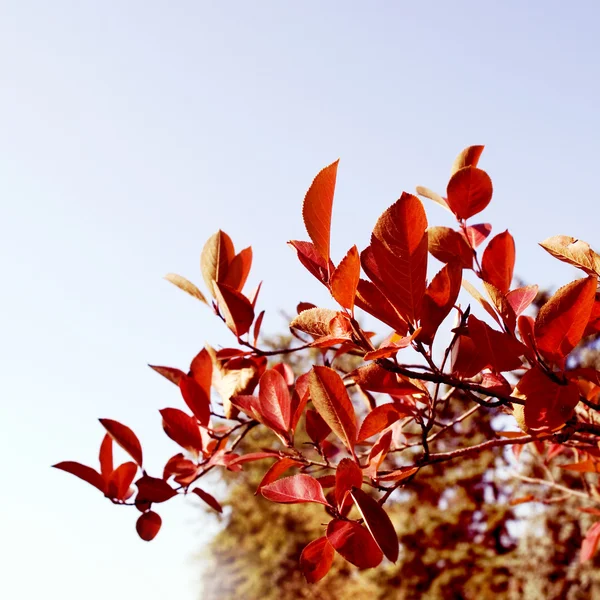 Outono folhas vermelhas com o céu — Fotografia de Stock