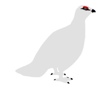 Ptarmigan