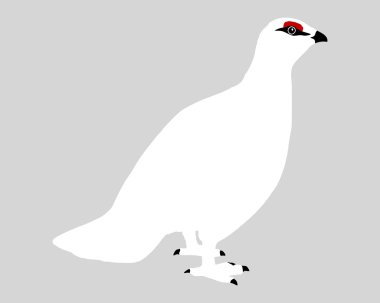 Ptarmigan clipart