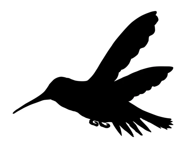 Колибри — стоковый вектор