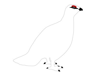 Ptarmigan