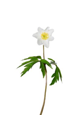 Ahşap şakayık (Anemone nemorosa)