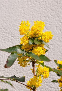 Mahonia (Mahonia aquifolium)