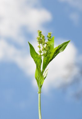 Dog's mercury (Mercurialis perennis) clipart