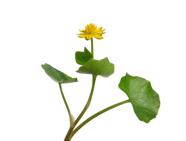 Daha Küçük Celandine (Ranunculus ficaria)