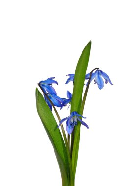 Sibirya squill (Scilla sibirica)