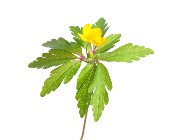 黄木海葵 (海葵 ranunculoides) — 图库照片