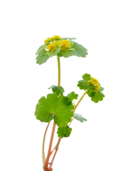 Чергуються широколистяних Золотий лежача (Chrysosplenium alternifolium) — стокове фото