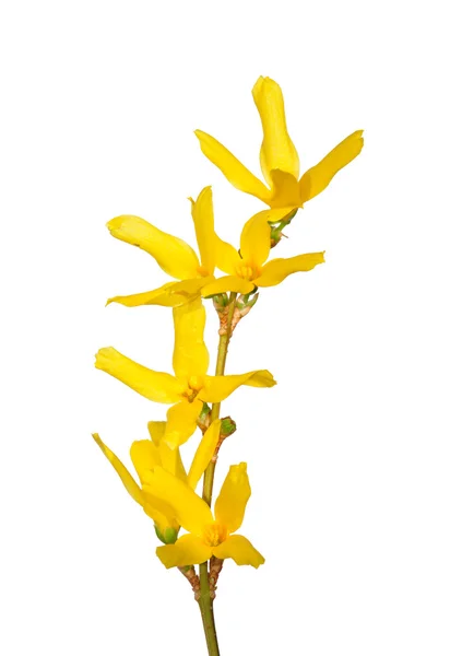 Flores de Forsythia —  Fotos de Stock
