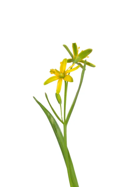 Желтая звезда Вифлеема (Gagea lutea ) — стоковое фото