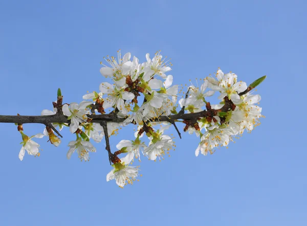 Slån (Prunus spinosa) — Stockfoto