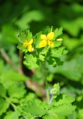 Daha Büyük Celandine (Chelidonium majus)