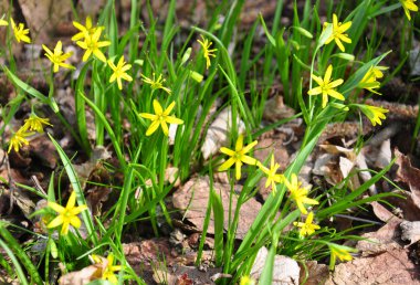 Sarı Star-of-Bethlehem (Gagea lutea)